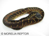 2007FH BOELEN'S PYTHON