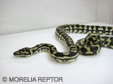 2006 Europian CB�@Jaguar Carpet Python Siblings