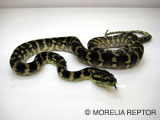 2007 Europian CB Papuan(Irian Jaya) Carpet Python