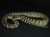 Papuan(Irian Jaya) Carpet Python