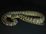 2007 Europian CB Papuan(Irian Jaya) Carpet Python