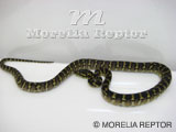 2007 Europian CB Papuan(Irian Jaya) Carpet Python