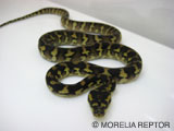 2007 Europian CB Papuan(Irian Jaya) Carpet Python