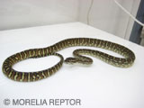 2007CB Centralian Python