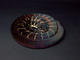 2008FH Boelen's Python