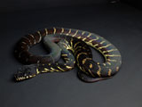 2008FH Boelen's Python