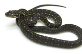 2006 Europian CB DWARF Diamond Python