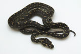 2007 Europian CB DWARF Diamond Python