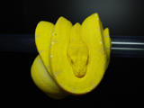 Green Tree Python 'Waigeo'