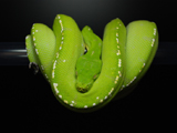 Green Tree Python 'Aru'