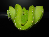 Green Tree Python 'Merauke'