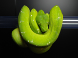 Green Tree Python 'Aru'