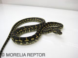 2007 Europian CB�@Jaguar Carpet Python Siblings