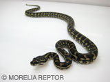 2007 Europian CB�@Jaguar Carpet Python Siblings