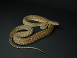 2007European CB Centralian Python