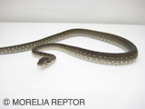 2007European CB Centralian Python