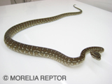 2007European CB Centralian Python