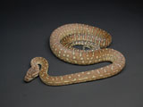 2007European CB Centralian Python