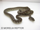 2007European CB Centralian Python
