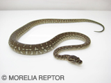 2007European CB Centralian Python