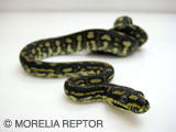 2007CB Jungle Carpet Python
