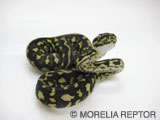 2007CB Jungle Carpet Python