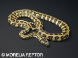 2007 Morelia Reptor CB�@Pure Coastal Jaguar Carpet Python
