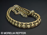 2007 Morelia Reptor CB�@Pure Coastal Jaguar Carpet Python