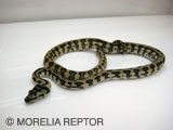 2007 Morelia Reptor CB�@Pure Coastal Jaguar Carpet Python