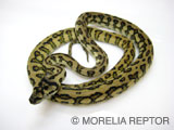 2007 Morelia Reptor CB�@Pure Coastal Jaguar Carpet Python