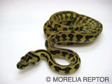 2007 European CB�@Pure Coastal Jaguar Carpet Python
