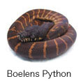 Boelens Python