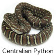 Centralian Python