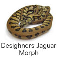 Desighners Jaguar Morph