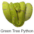 Green Tree Python