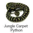 Jungle Carpet Python