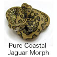 Pure Coastal Jaguar Morph