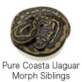Pure Coastal Jaguar Morph Siblings