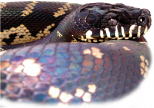 Boelens python