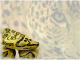 jaguar carpet python