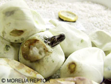 2007 HATCHING RESURT