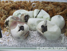 2007 HATCHING RESURT