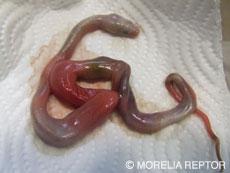 2007 HATCHING RESURT