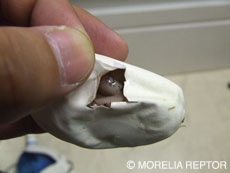 2007 HATCHING RESURT