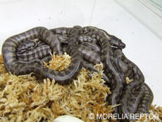 2007 HATCHING RESURT