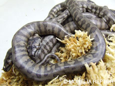 ジャガー柄の子供