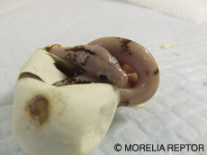 2007 HATCHING RESURT