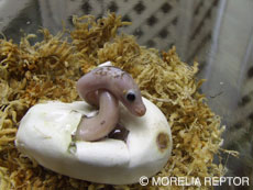 2007 HATCHING RESURT