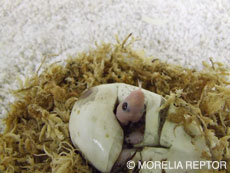 2007 HATCHING RESURT