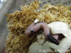 2007 HATCHING RESURT